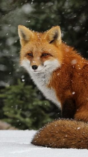 Open · get it on google play. Fox wallpaper Â·â'  Download free beautiful backgrounds for