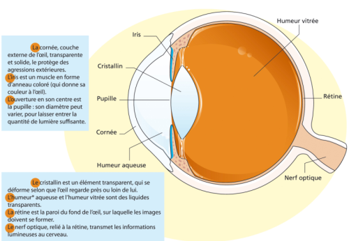 Chapitre Iii L Oeil Physique Chimie Au College