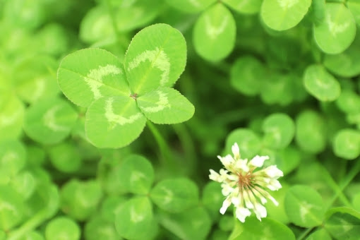 開運 運気がアップするスマホ待ちうけフリー壁紙画像 開運ちゃんねる 運気向上 夢占い パワースポット