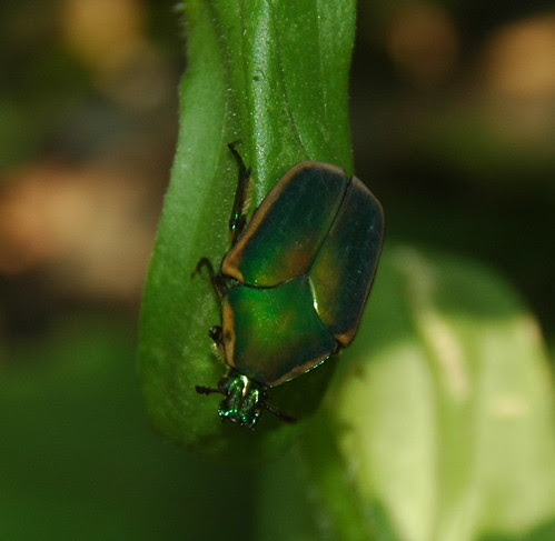 Beetle