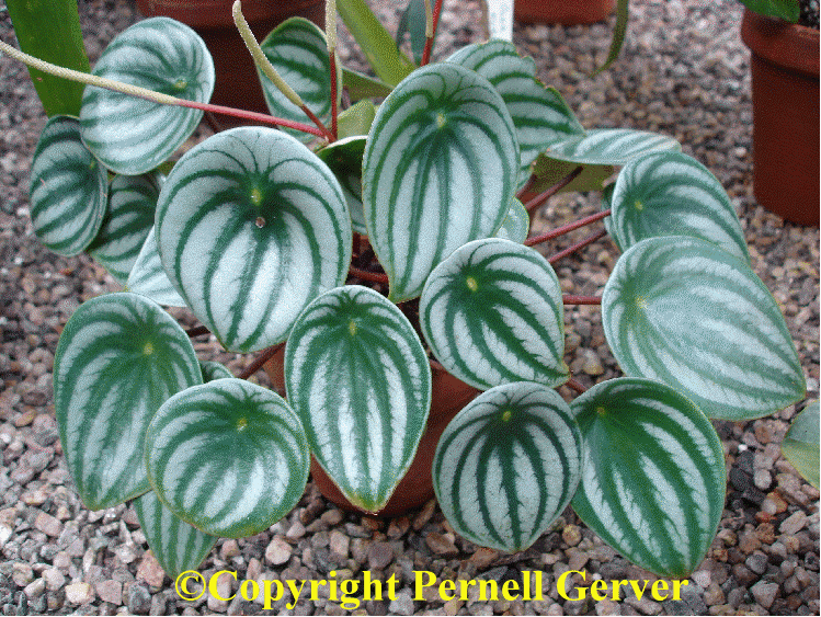 Watermelon peperomia Buy it Now Watermelon peperomia Buy it Now