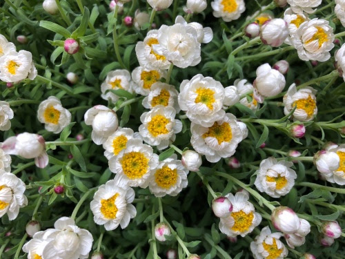 仲間入り Plants フラワーリース ハンドメイドの Jill ジル