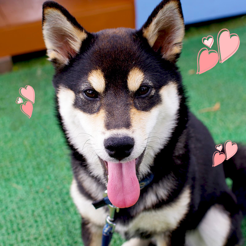 なぜ柴犬はかわいいのか 獣医師がその魅力を徹底解析