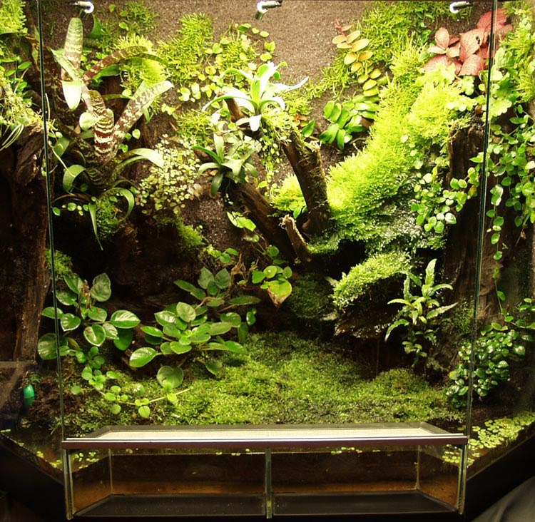 Go Back &gt; Gallery For &gt; Paludarium