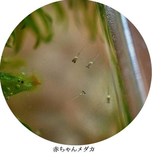 大きくなった赤ちゃんメダカと石巻貝の共生 続々編 プロフ ユキのブログ