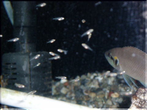 タンガニイカ湖産シクリッド