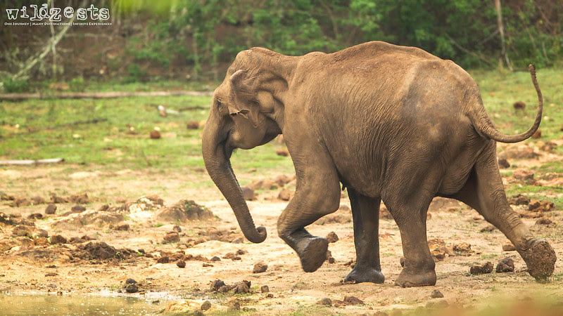 Elephant chasing birds at waterhole