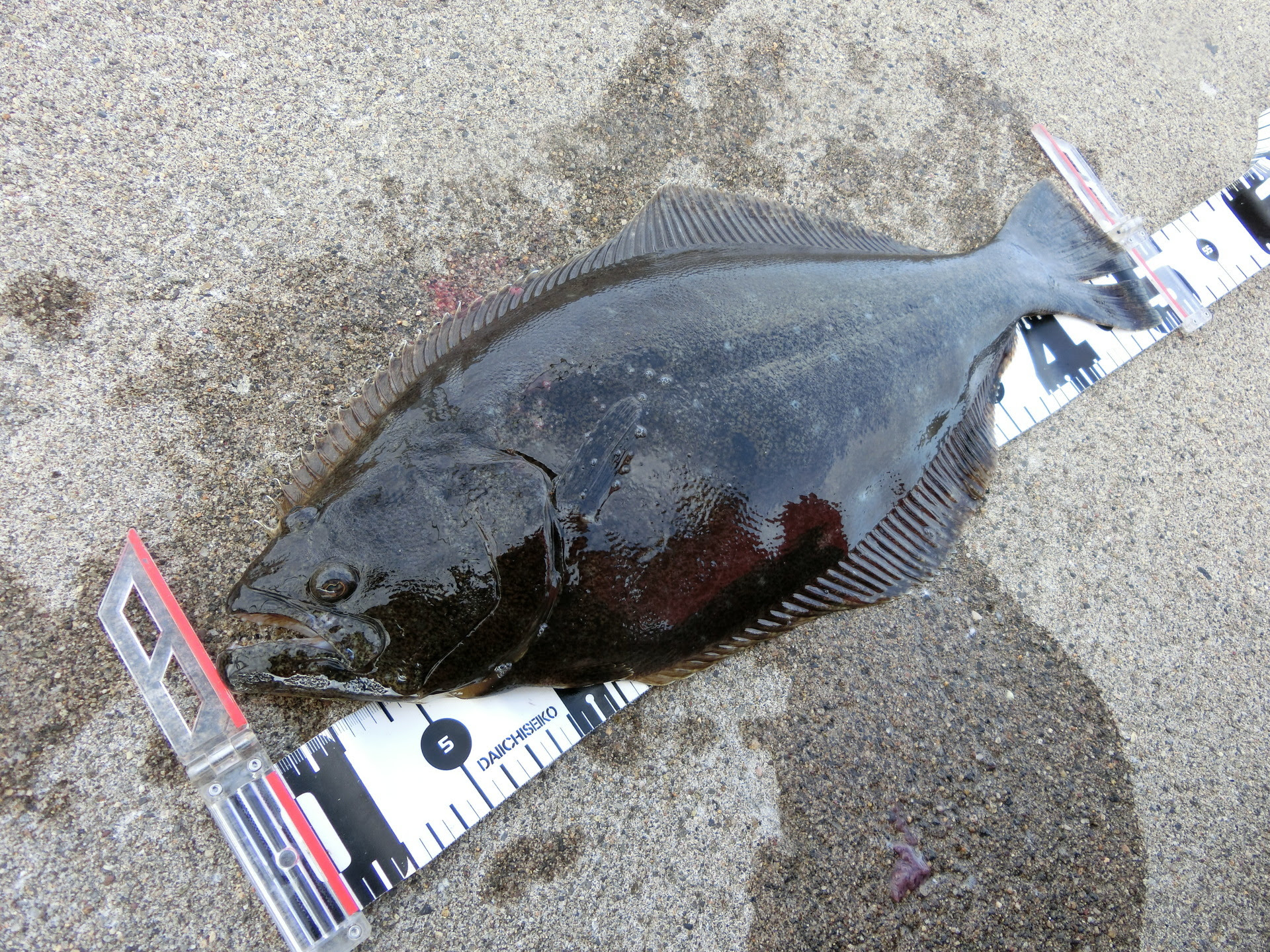 アイナメ アブラコ が誰でも釣れる 爆釣ヒットワームを紹介 グッドハンドフィッシングin北海道