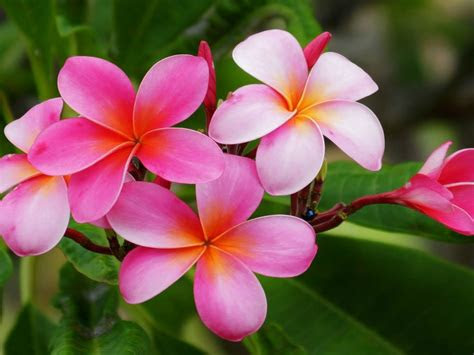 Apple's brand new iphone 6s and iphone 6s plus won't . Plumeria Hawaiian Flowers Flowers With Reddish Pink And