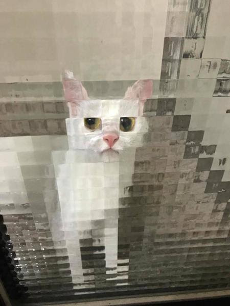 マイクラの山猫 ネコへのボケ ボケて Bokete