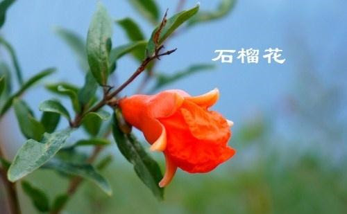 夏天有什么花这些花最有哪些代表性