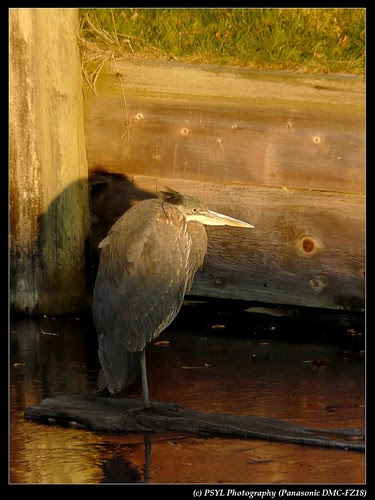 Great Blue Heron (Ardea herodias)