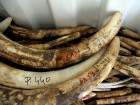 WATCH: Can We Stop Elephant Slaughter?