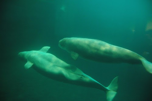 Belugas
