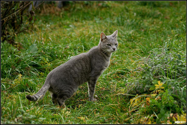 Graypelt: Warrior