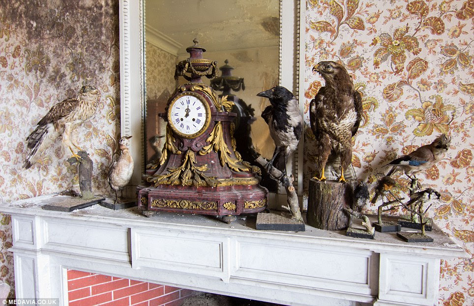 Bygone times: An antique clock and selection of taxidermy birds sit on a mantlepiece in one of the vast living rooms