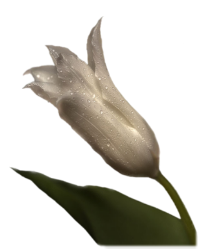 فلور