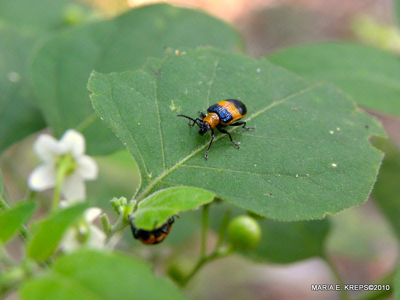 Lema Leaf Beetle
