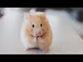Rare Cute Baby Animals Exploring Their Talents#107