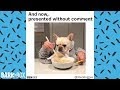 Cute Dog Memes Clean