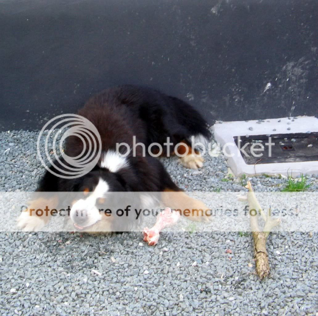 Photobucket - Video and Image Hosting