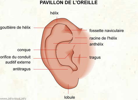 Parti de l oreille