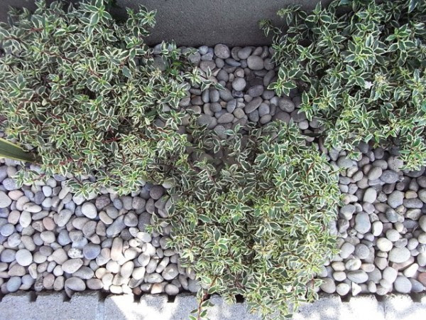 おすすめ低木 常緑樹 埼玉県さいたま市と富士見市のエクステリア ガーデン Nod Garden