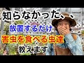 √画像をダウンロード 害虫駆除 植物 236670