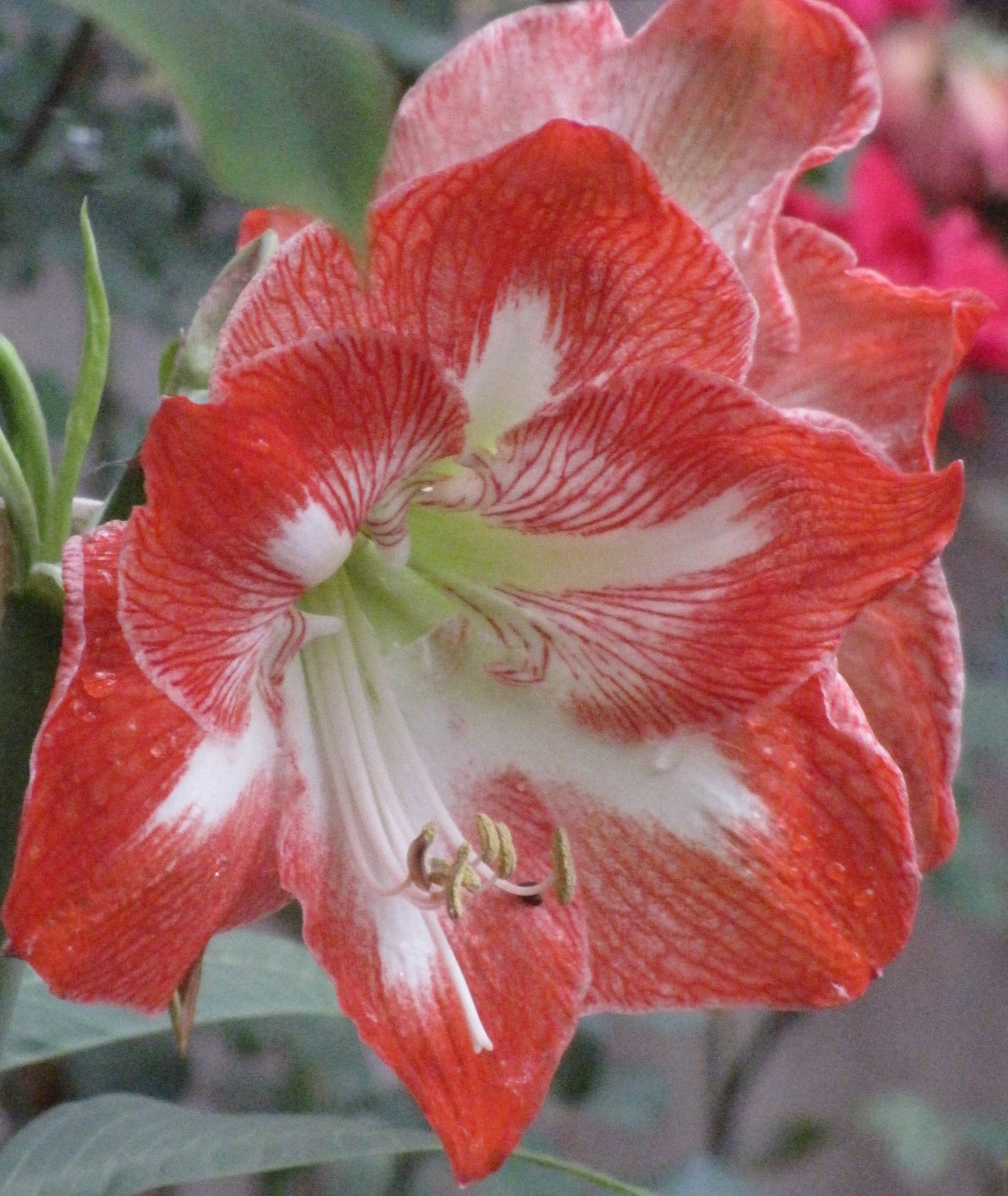 Amaryllis