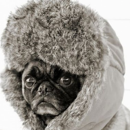 warm6_dog