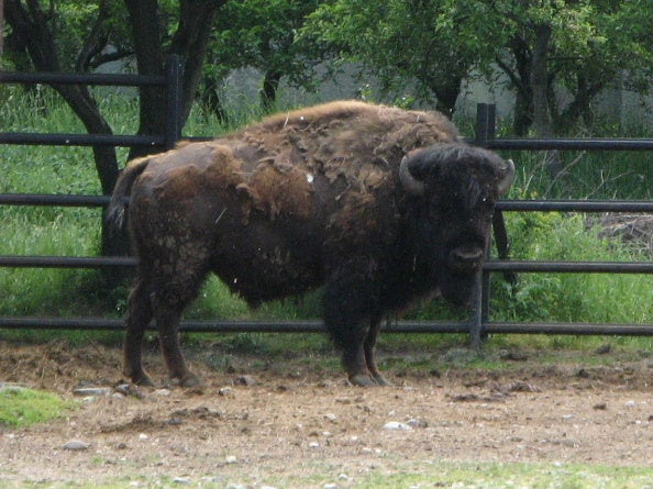 動物園 バッファロー だったかな ここはどこ ヨーロッパのどこか