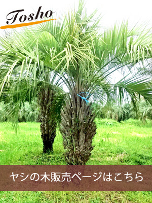 関東でヤシの木の販売 ヤシの木をお求めなら 藤照 関東でヤシの木を販売管理 ヤシの木 外構なら 藤照