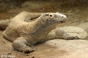 57+ Gambar Flora Dan Fauna Endemik Di Indonesia, Koleksi Baru!
