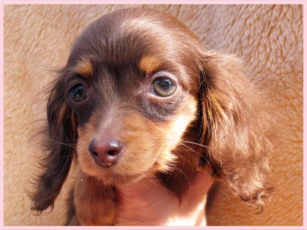 カニンヘン ダックスフンド ロング チョコタン メス 10年11月 3日生まれの子犬 Bau Haus 25 ケネル