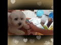 Celebrating my dog's birthday