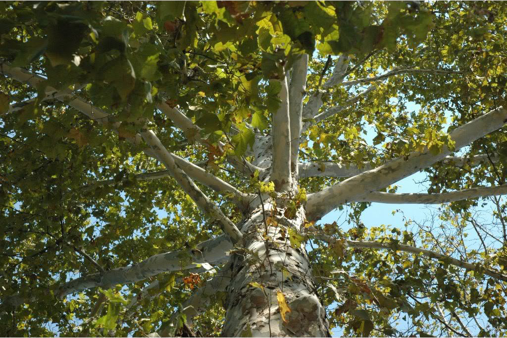Sycamore Tree: Pictures, Images. Photos, Facts of Sycamores