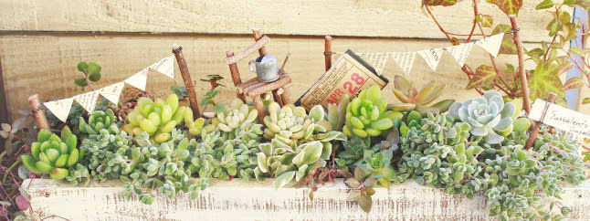 おうち時間 多肉鉢の作り方いろいろ まとめ A Piece Of Dream 植物とdiyと