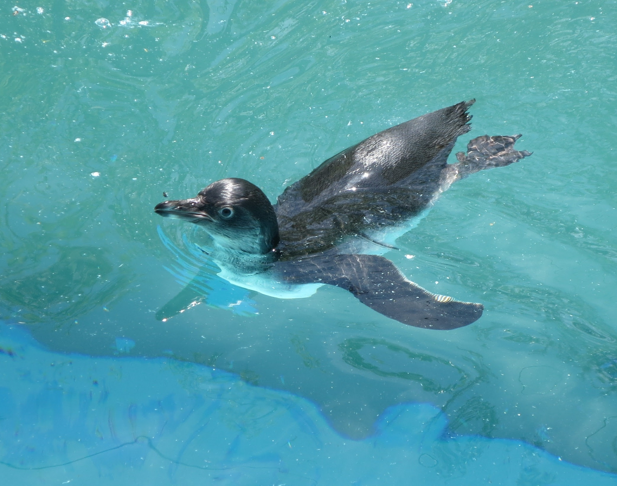 飼育ブログ 熊本市動植物園