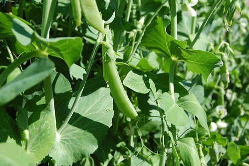 Franklin, MA: Community Garden
