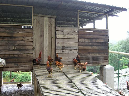 Chickens have luxurious life here, the coops even have block numbers
