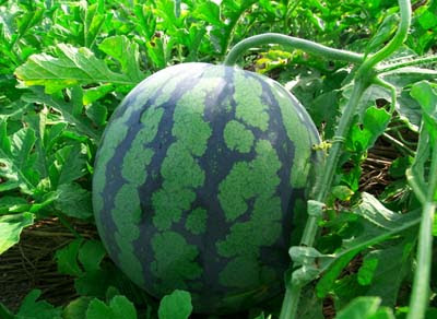 スイカの育て方 摘芯 摘果で大きく甘い果実を