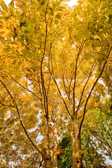 黄色い葉の木 Scramble Potato