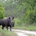 Fotos Parque Kruger Sudáfrica, rinoceronte