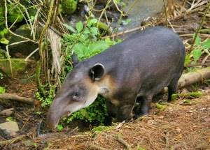tapir