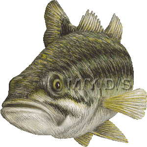 オオクチバス ブラックバス のイラスト 条件付フリー素材集