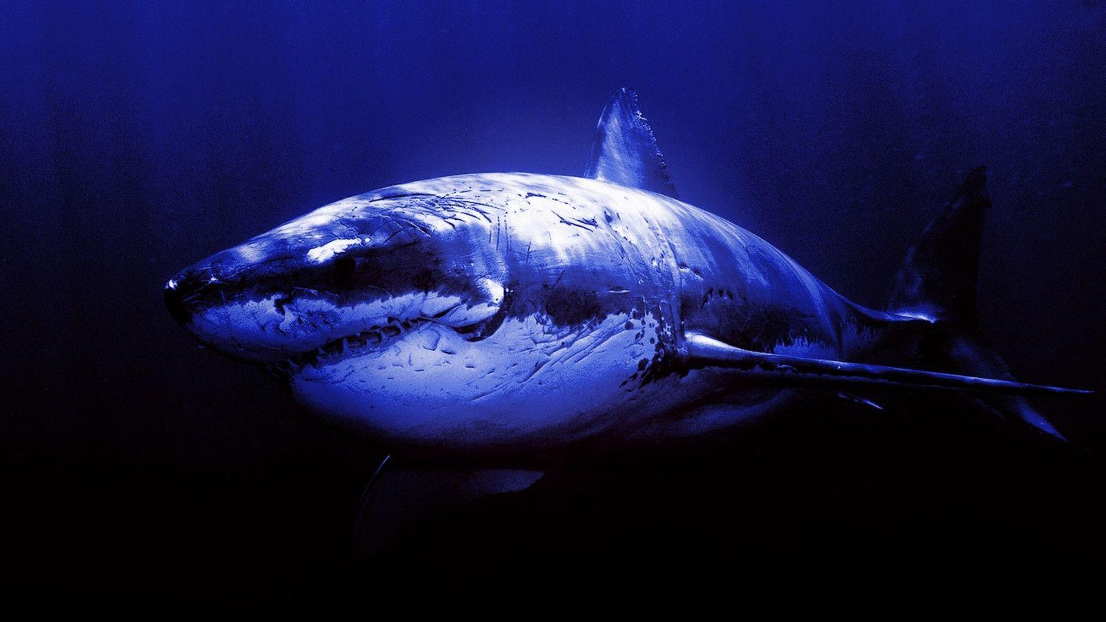 Great White Shark  Wallpapers  HD  Wallpaper  Cave