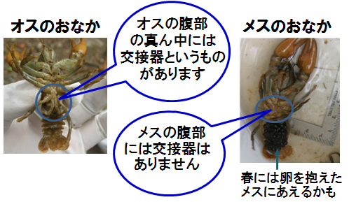 ザリガニの見分け方