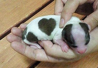株式会社ぷっちんdog S 小型犬専門のブリーダーショップです 良質の子犬を低価格で