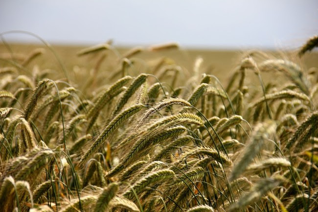 Field 196173 960 720