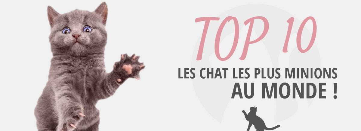 Top 10 Des Chats Les Plus Mignons Au Monde Chat Chou